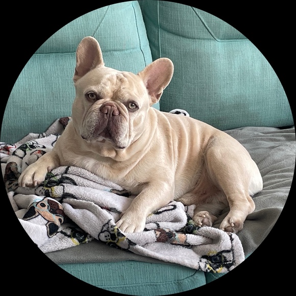 nycfrenchiemom